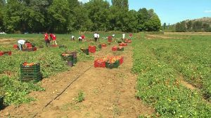 Државата им должи 100 милиони евра на земјоделците за субвенции