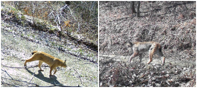 Убави вести од НП Шар Планина: Забележани се два нови балкански риса – сега има вкупно пет
