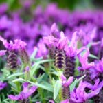 Трик за совршена лаванда во саксија