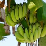 Климатските промени ќе влијаат на цената на бананите
