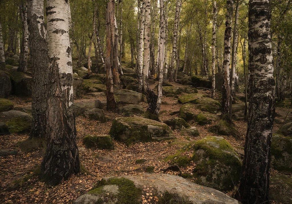 Древниот антисептик: Неандерталците можеби користеле катран од преза за лекување на рани и борба против опасни инфекции уште пред 180.000 години