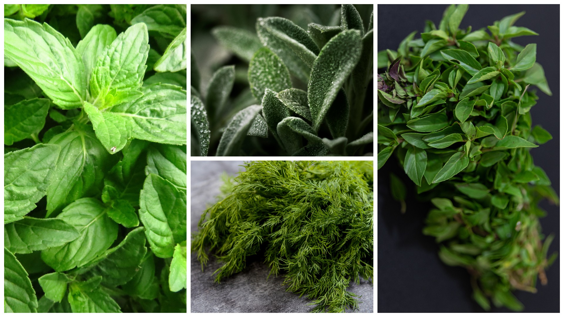 6 свежи зачини што треба да ги јадете често: Моќни природни сојузници за вашето здравје