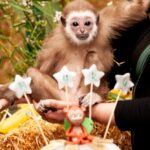 Фото: Гибончето Мики го прослави својот прв роденден