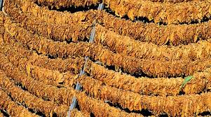 Заврши откупот на тутун, почнува новото производство