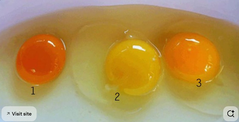 Одберете го јајцето што мислите дека потекнува од здрава кокошка и дознајте како се храните