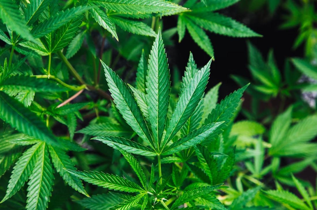 Владата одзеде уште 6 лиценци за одгледување на канабис