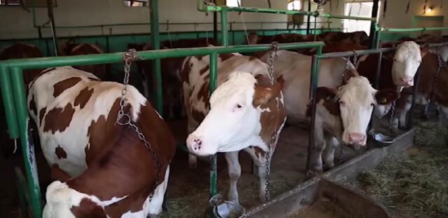 Кој ги лаже и манипулира со сточарите за неисплатените субвенции и премиите за млеко?!