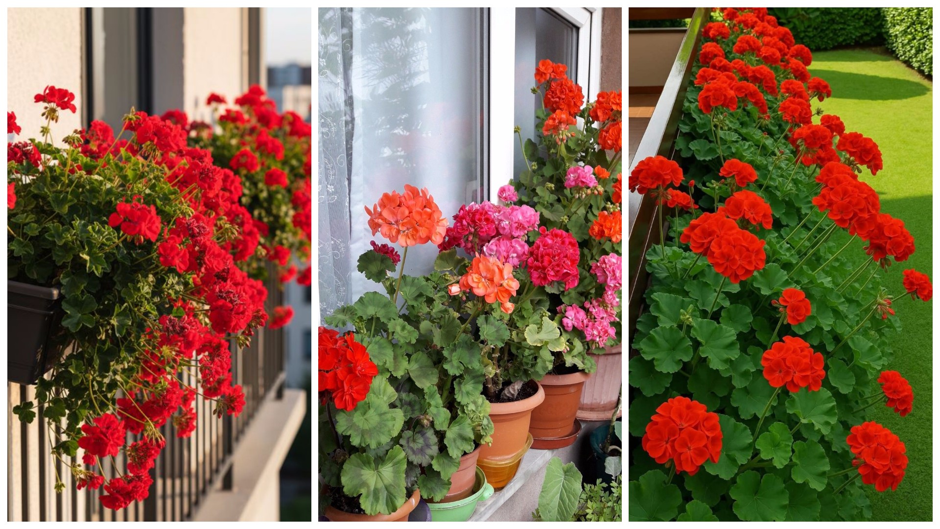 Трикови со кои ова лето ќе направите цветен рај со сардели на балкон