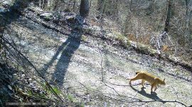 Два нови балкански риса снимени на Шар Планина