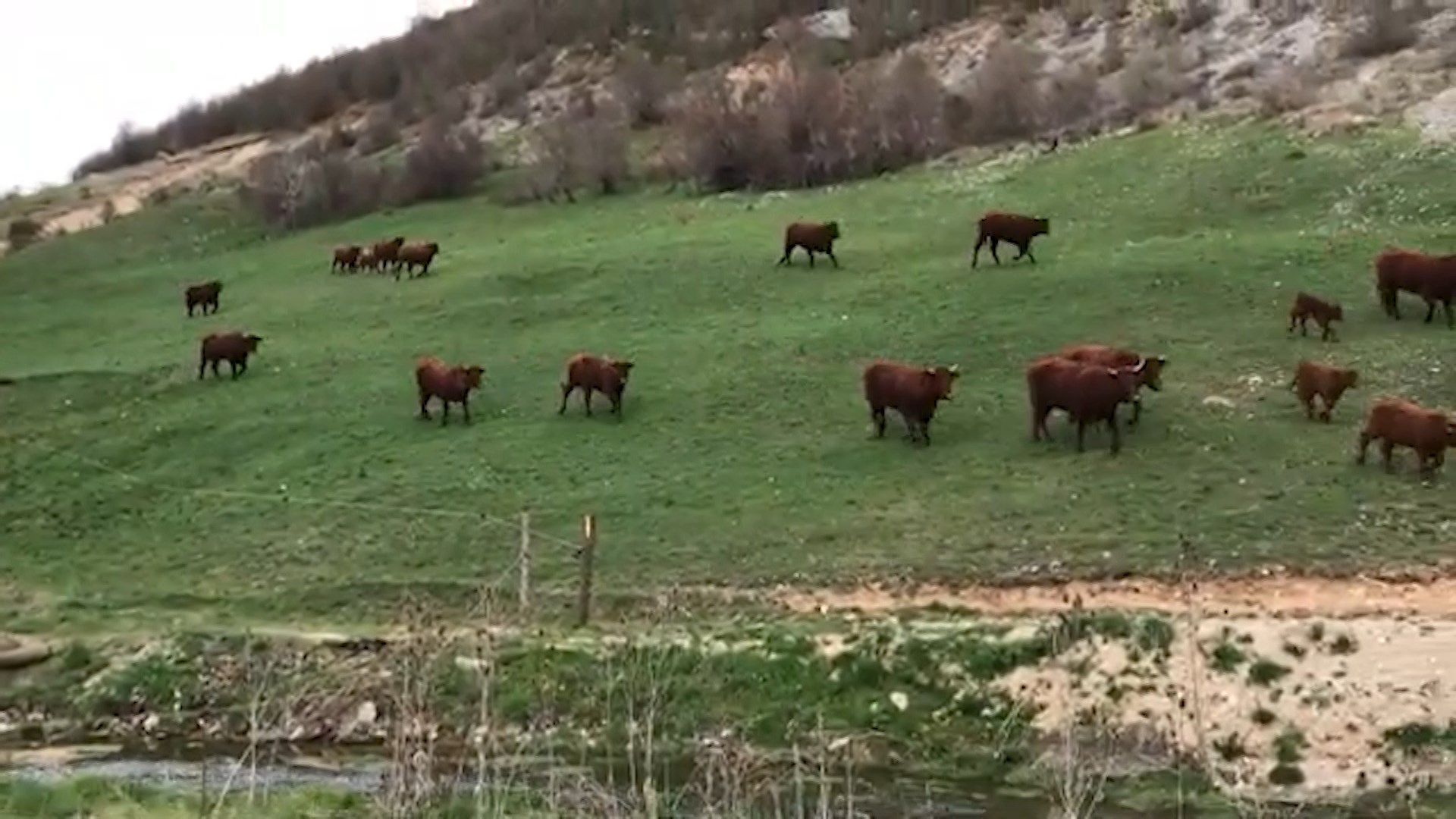 Стадо волови од Крива Паланка преминаа во Бугарија – локалните  власти одлучуваат за судбината
