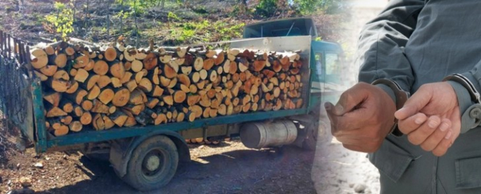 Кривична пријава против три физички и едно правно лице, го оштетиле буџетот на ЈП „Национални шуми“ за над три милиони денари