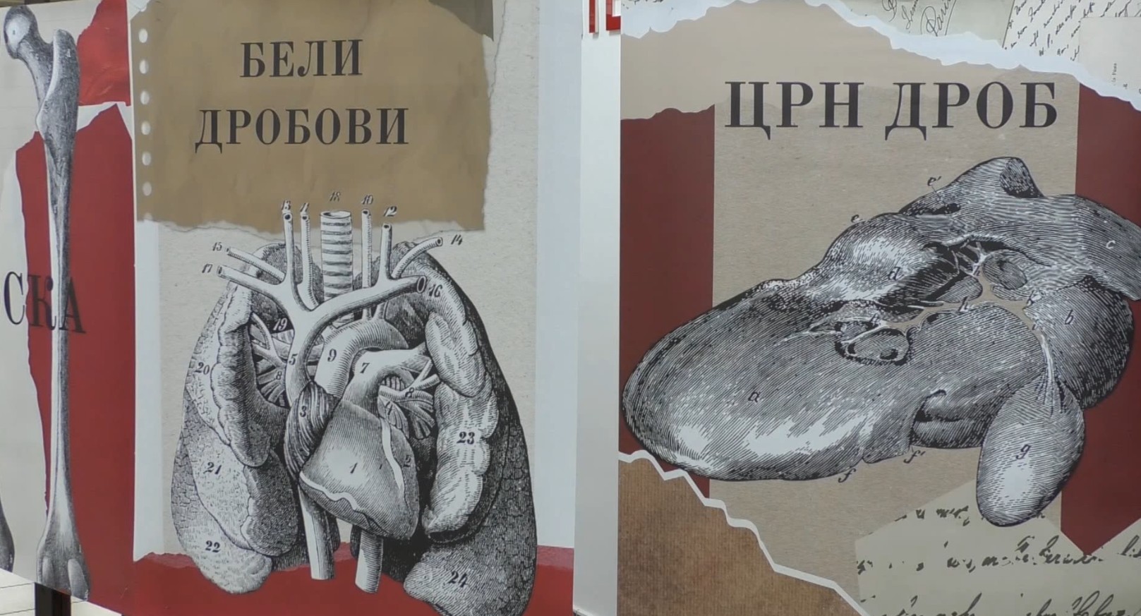 Органодарителство, хуманост што спасува животи