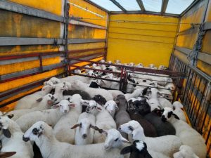 Македонското јагне се бара на европскиот пазар за Велигден, се купуваат и поголемите јагниња