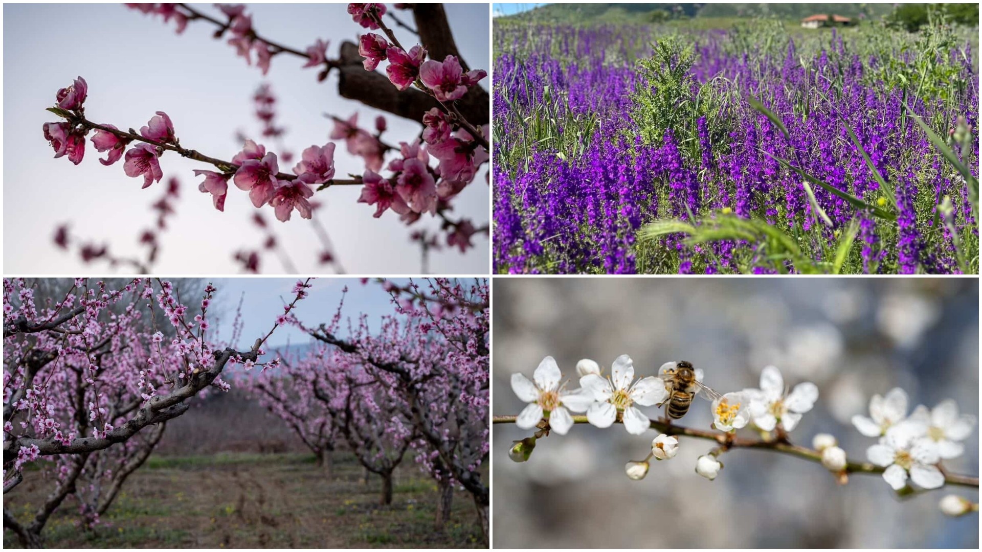 Македонија цути – Пролетна фотогалерија