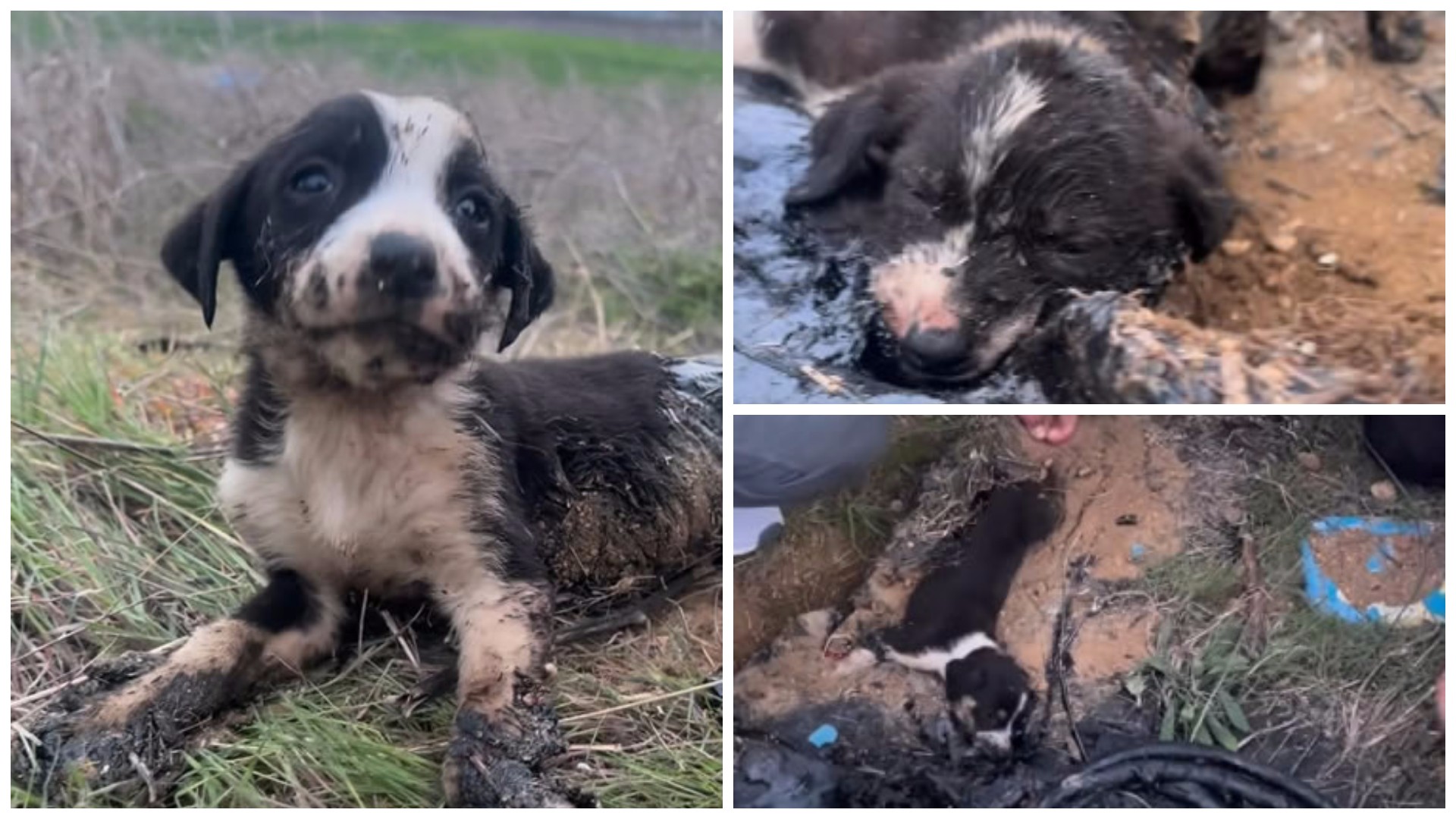 Херои на денот: Активисти спасија мали кученца залепени во битумен во Велес