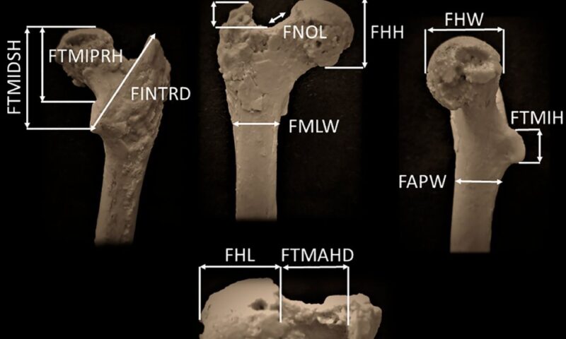 Дали првиот човечки предок потекнува од Балканот?