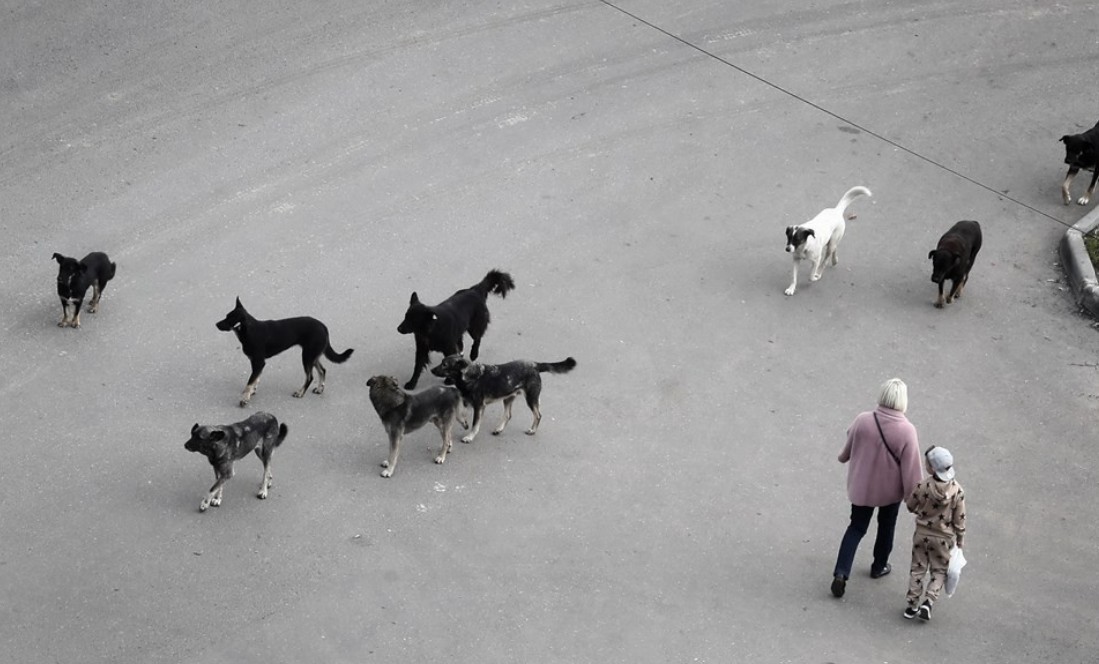 ШЕСТ ЛИЦА ЗАД РЕШЕТКИ ЗА ОРГАНИЗИРАЊЕ БОРБИ СО КУЧИЊА – фатени „на дело“ во Куманово