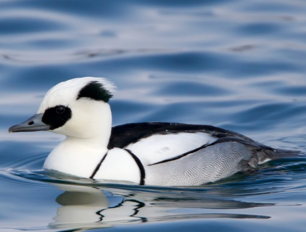 Во Македонија има 50 единки бел потопник, третина се во Дојранското Езеро