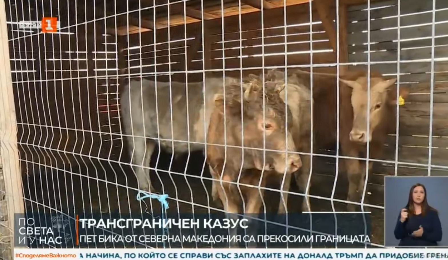 Заловени македонски бикови кои влегле во Бугарија