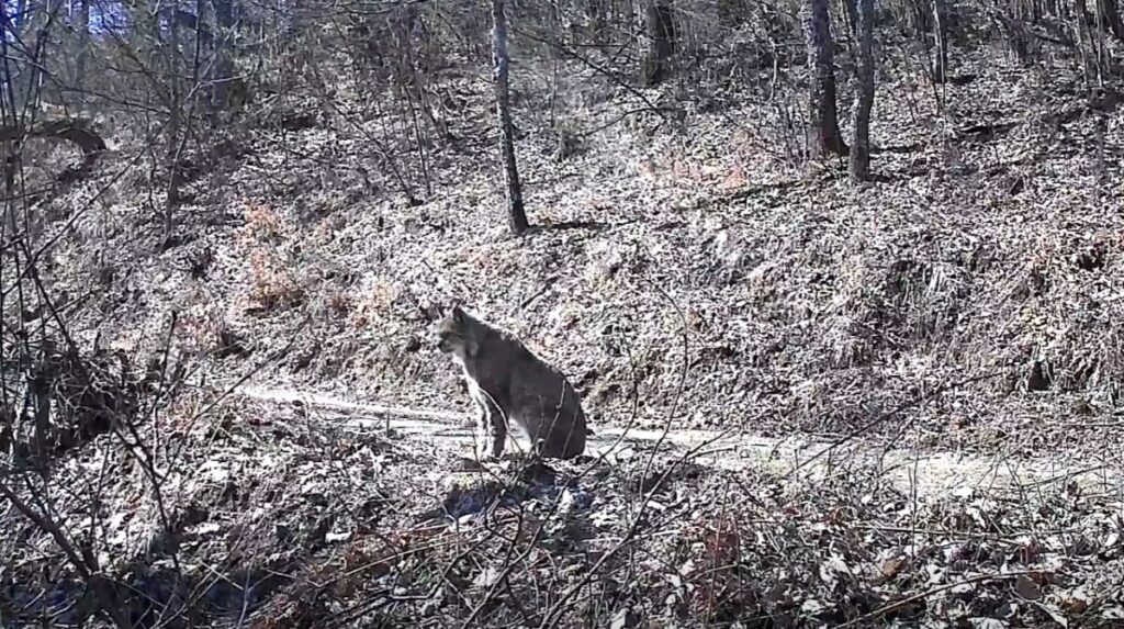 Камерите во Националниот парк Шар Планина регистрираа два нови балкански риса