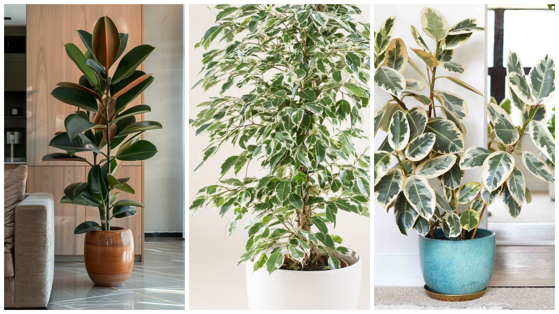 Ако дома имате фикус, чувајте го подалеку од децата – Само допир со рачето може да предизвика проблеми