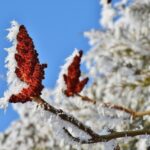 И покрај студот во Европа,  февруари беше петтиот најтопол во историјата на мерењата