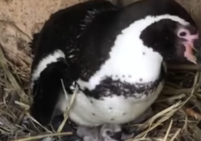 ВИДЕО: Во скопската Зоолошка градина се роди пингвинче