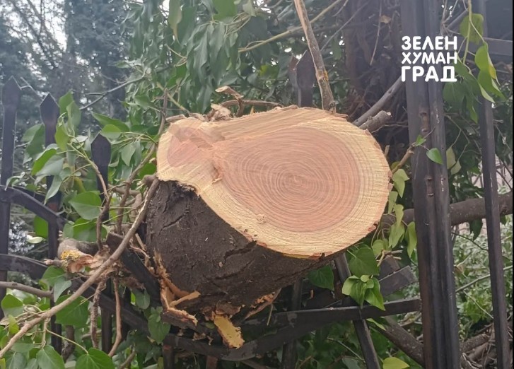 Зелен хуман град: Во дворот на МВР нелегално се сечат дрвја