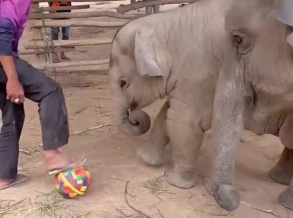 Со Стам и Малдини најде краставици да садиш?