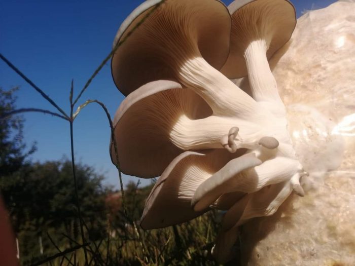 РЕЦЕПТ: Полнети печурки со зеленчук