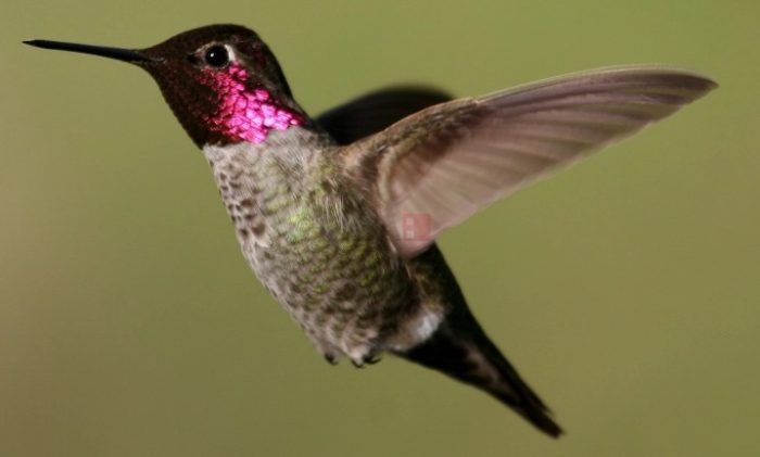 ПИЈАНИЦИ ВО ЖИВОТИНСКОТО ЦАРСТВО: Пијат шимпанзата, но и пчелите и мувите, сега и колибрите влегоа во пијаното друштво