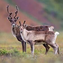 Ирвасите јадат делови од сопственото тело за да преживеат