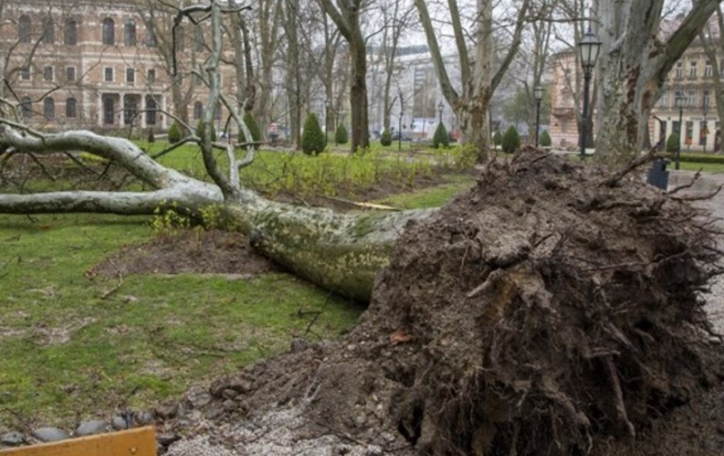 (ВИДЕО) ВЕТЕРОТ ИСКОРНА ДЕСЕТИЦИ ДРВЈА: Во Хрватска се оштетени 40 училишта и 24 градинки