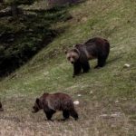 Денеска е светски ден на мечката