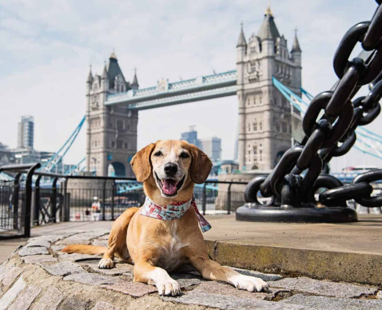 БиБиСи против кучињата