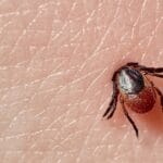 Сезоната на крлежи започна: Тие пренесуваат опасни болести, а многумина не знаат дека постои вакцина