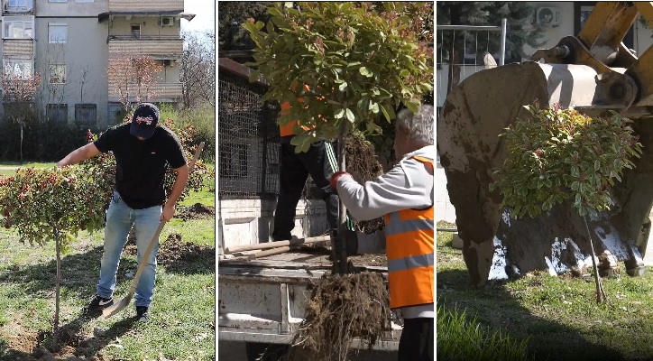 Меџити: Дрвјата од кампусот на Универзитетот „Мајка Тереза“ ќе бидат повторно засадени во новиот парк „Рилиндја“ во Чаир