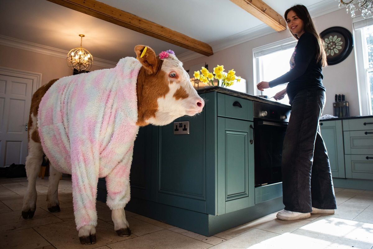 Отфрлено теле станува семеен миленик: Девојка од фарма му дозволи да живее дома и го облекува во дресови на Манчестер Сити