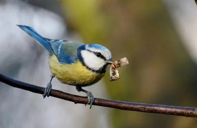 Градски птици со добра причина се навлекле на цигари