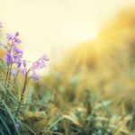 Пролетна рамноденица 2026 г.:  Кога е првиот ден од пролетта?