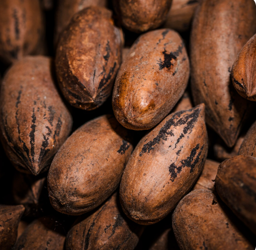 Производителите на какао во Гана тонат во сиромаштија, еве зошто...
