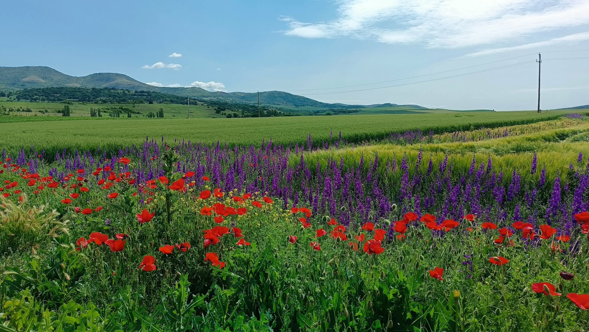 ДЕНЕСКА ПРОМЕНЛИВО ОБЛАЧНО, СО ДОЖД ВО ОДРЕДЕНИ РЕГИОНИ - следните денови не очекува сончево време