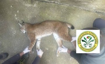 Балканскиот рис кој беше пронајден мртов на Буково, бил удрен од возило, ретки птици угинаа на Витачево