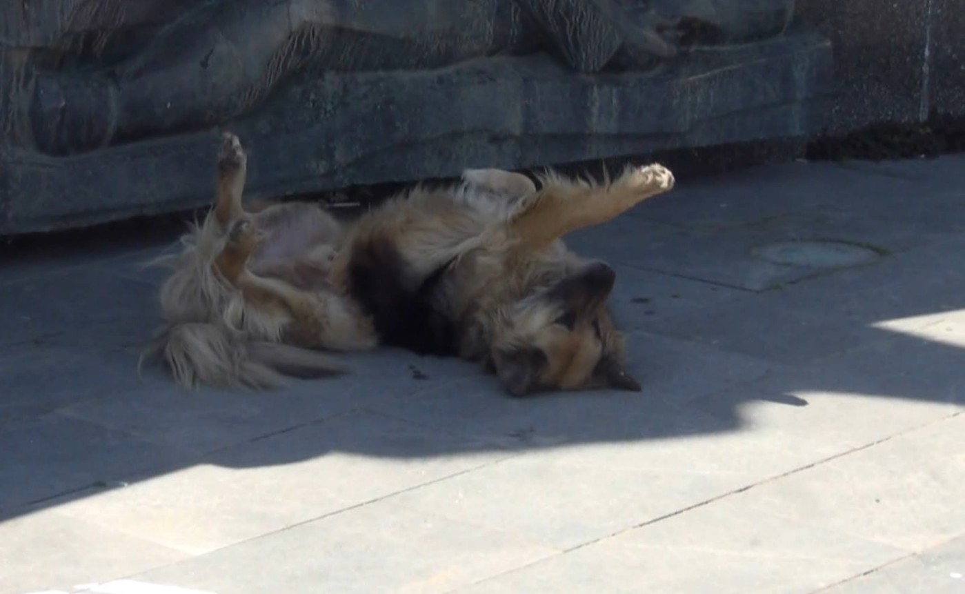 Подигнување на свеста за одговорно сопствеништво едно од решенијата за проблемот со кучињата скитници