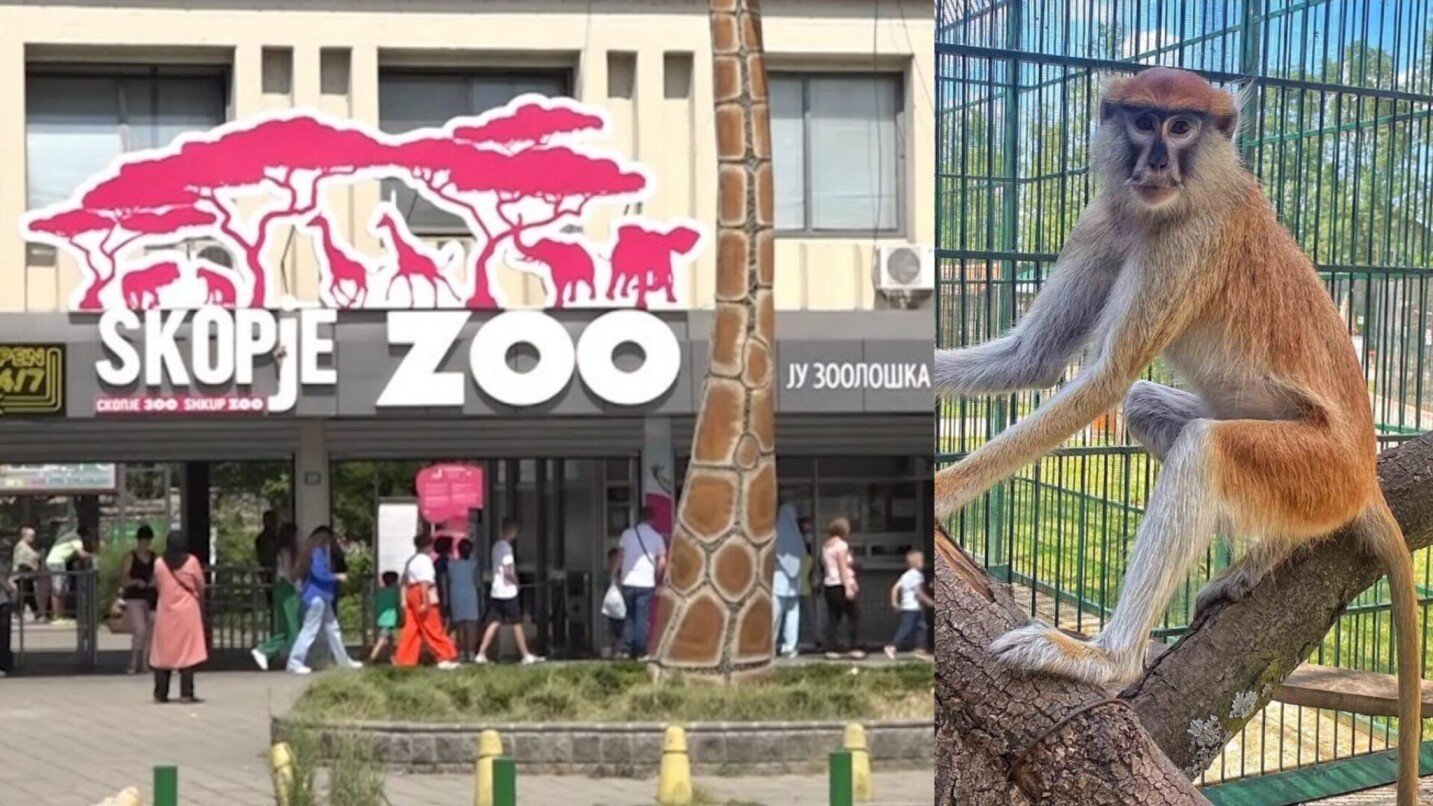 Дури и од мајмун крадат: Луѓе ги украле половина од поклоните купени за Мики и неговиот роденден