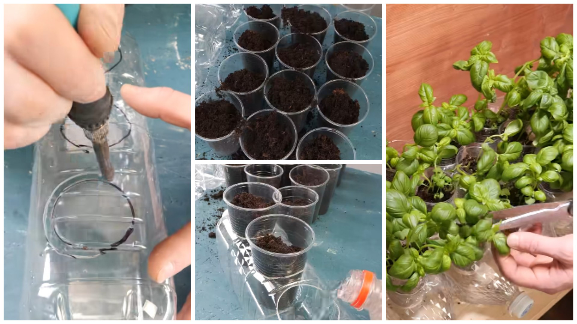 Како да направите домашна градина за зачини со пластични чаши?