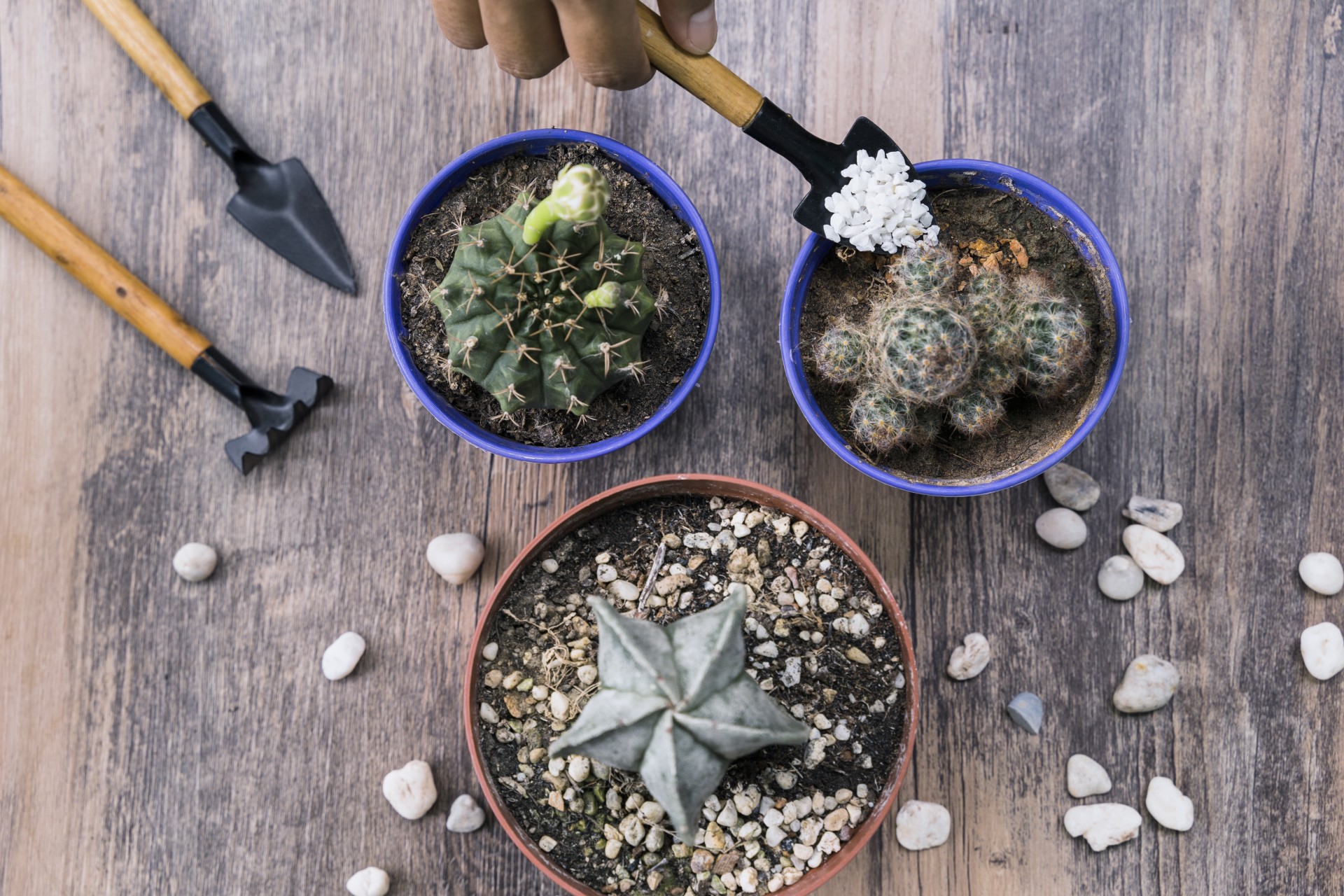 Хортикултурист потврди: Дали навистина помагаат камчињата за дренажа?