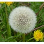 Шест растенија се борат против токсините