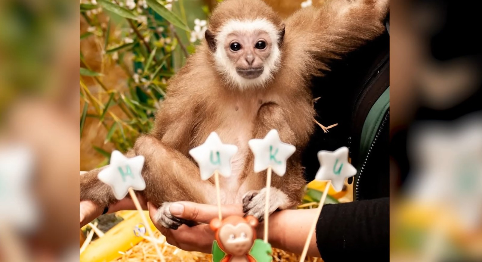 Мајмунчето Мики го прослави својот прв роденден, но подароците исчезнаа
