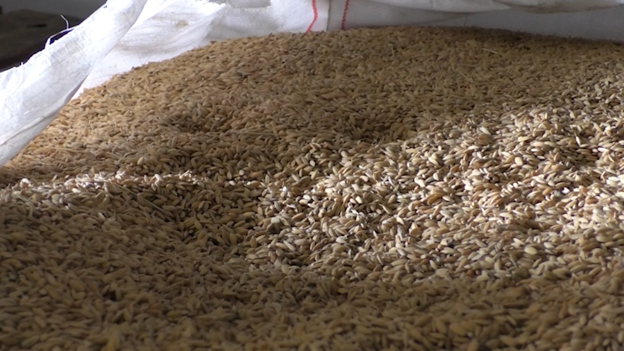 Пред стартот на пролетната сеидба на ориз, производителите со стари проблеми